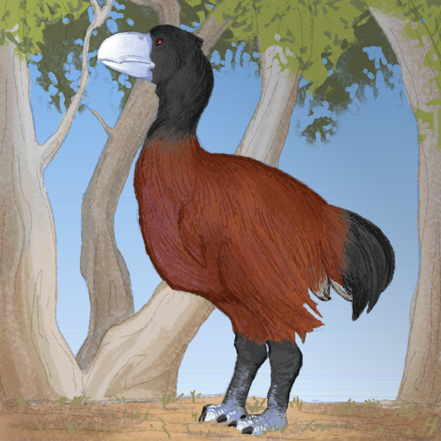 The extinct Dromornithidae are sometimes called Demon Ducks
