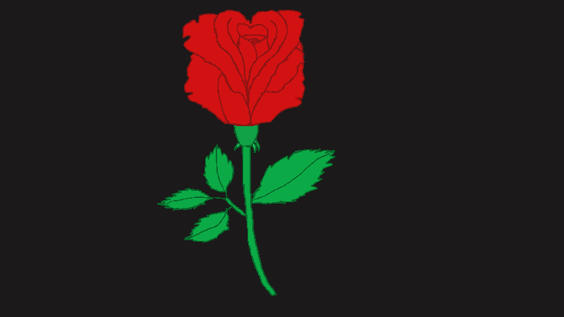 A lovely rose for a lovely lady
