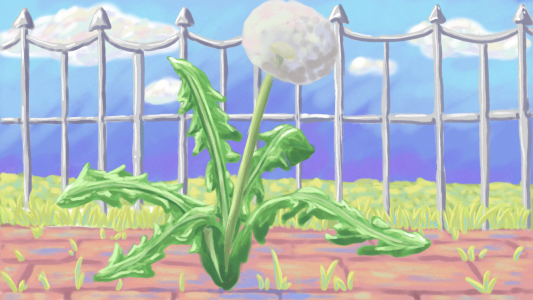 A Dandelion just for you